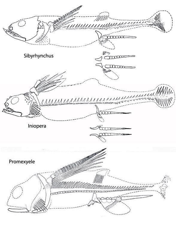 Iniopterygidae