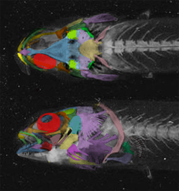 Lepidogalaxias skull