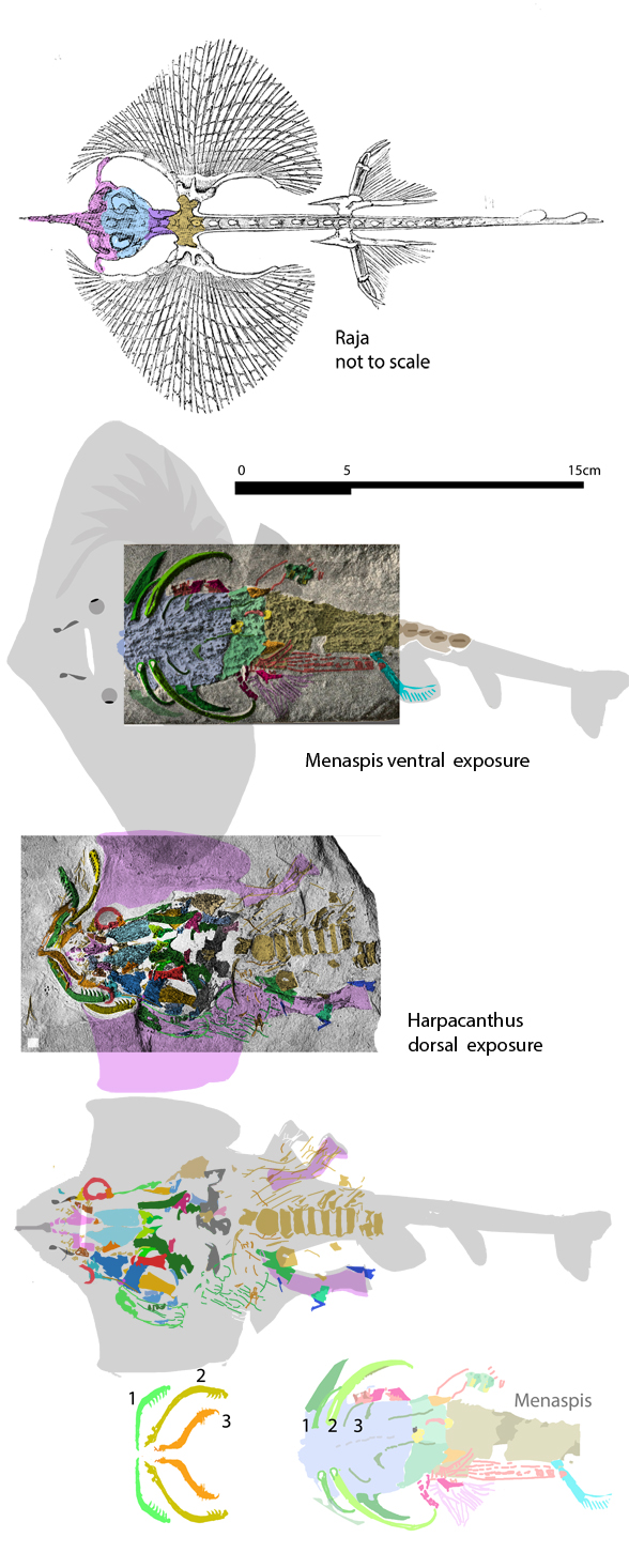 Menaspis and Harpacanthus