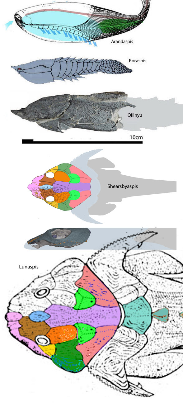 Lunaspis evolution