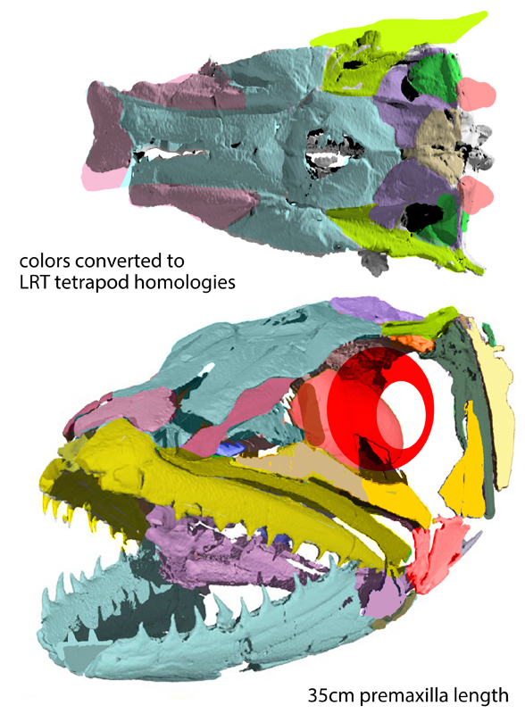 Microornatus skull