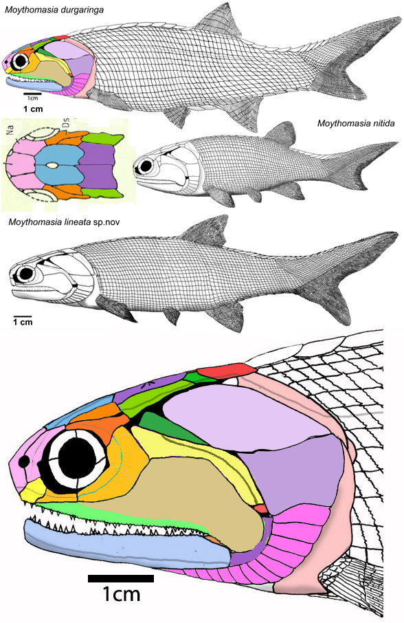 Moythomasia