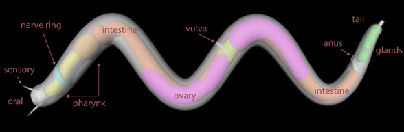 Nematode Enoplus