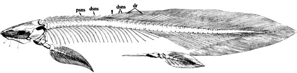 Neoceratodus skeleton