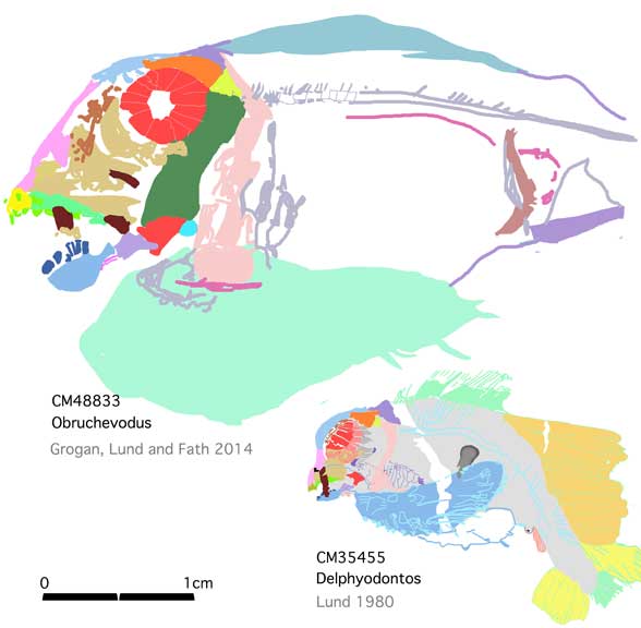 Obruchevodus and Delphyodontos