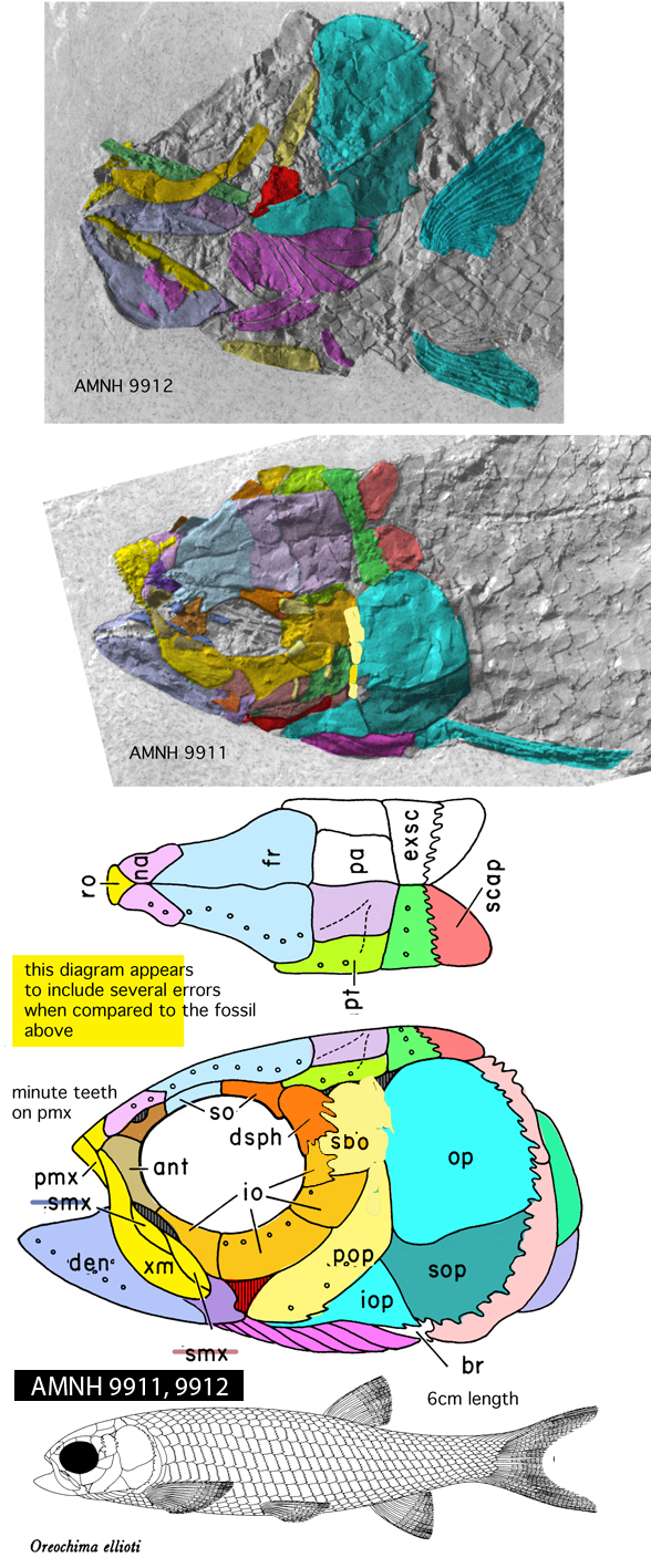 Oreochima 