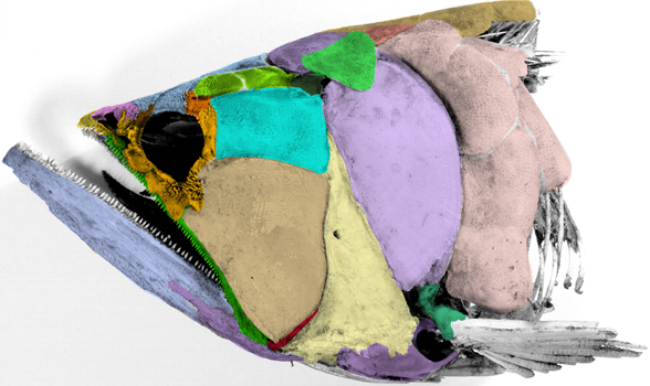 Osteoglossum skull