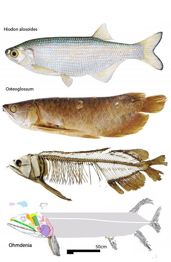 Osteoglossum formossum