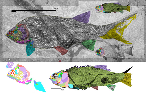 Palaeoniscum freieslebeni