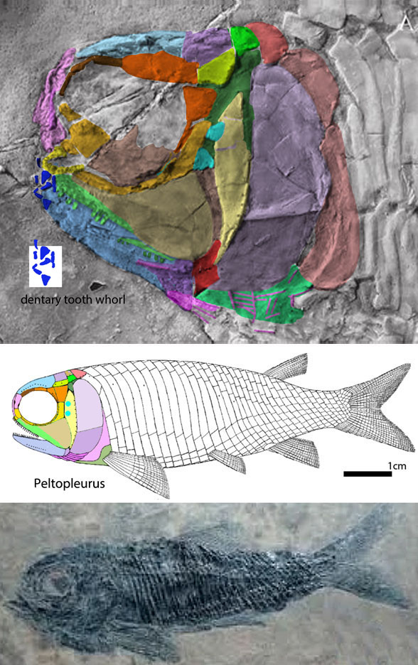 Pteropleurus tyrannos diagram