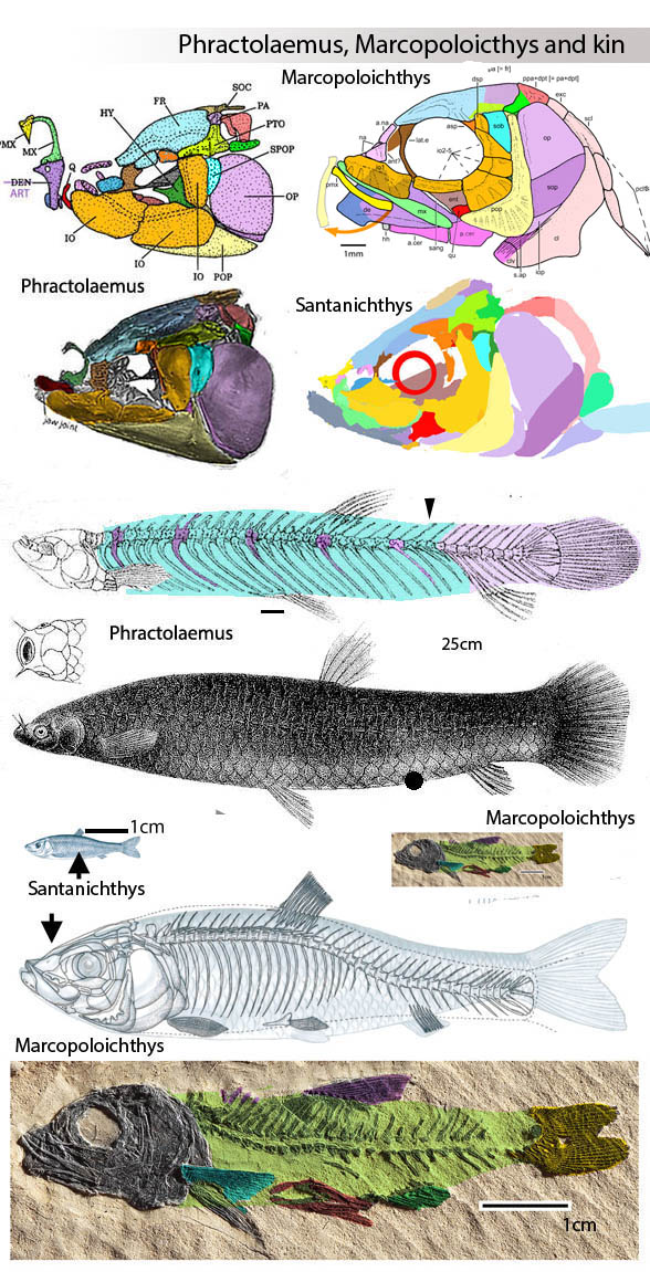 Phractolaemus and Marcopoloichthys