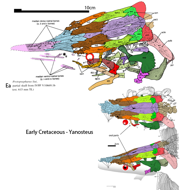 Protosp