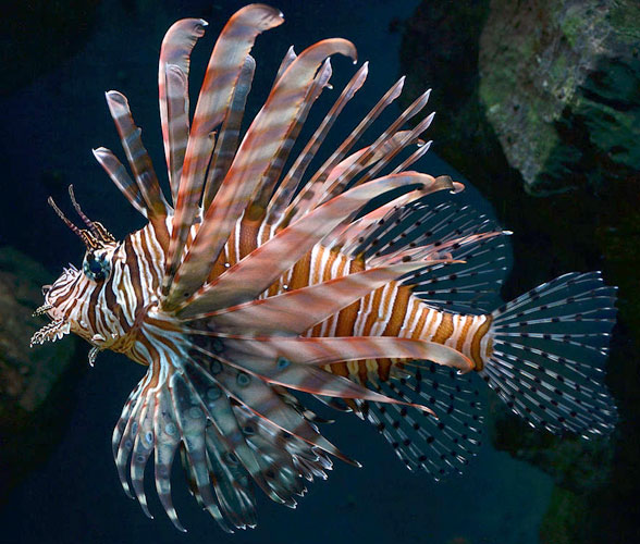 Pterois volitans in vivo