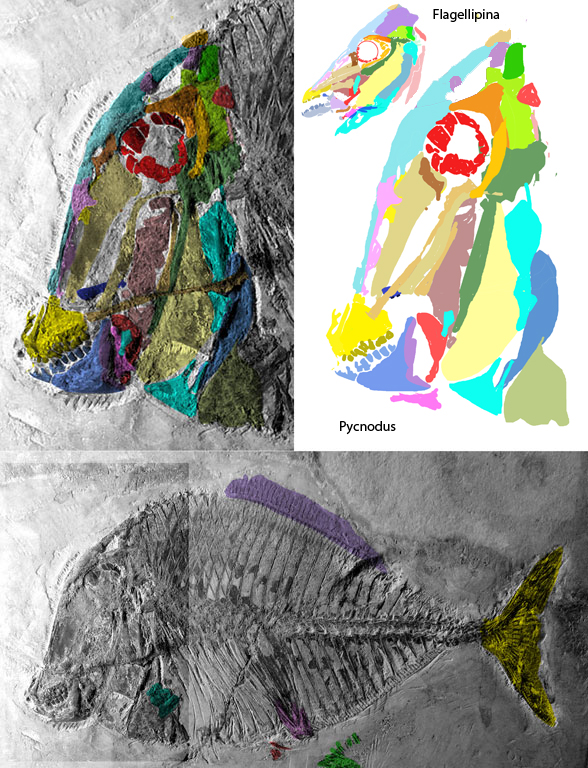 Pycnodus in situ