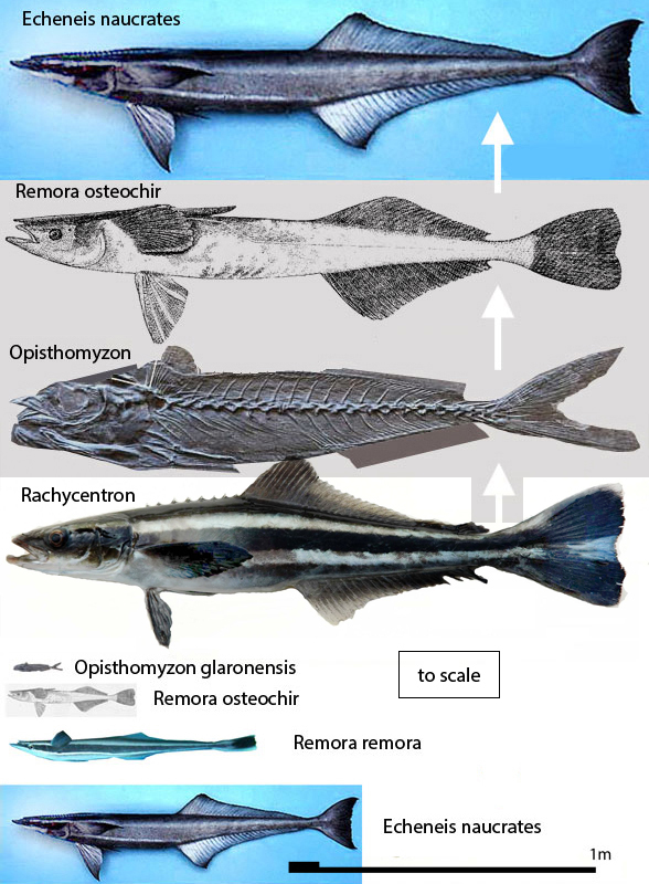 Remora evolution