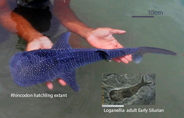 Rhincodon hatchling