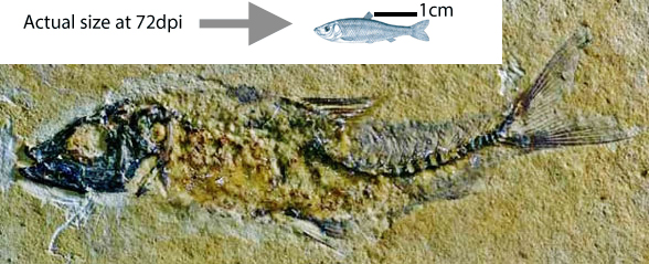 Santanichthys in situ