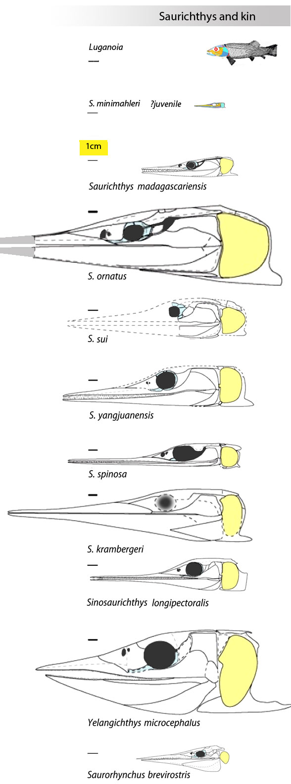 Saurichthys variety to scale