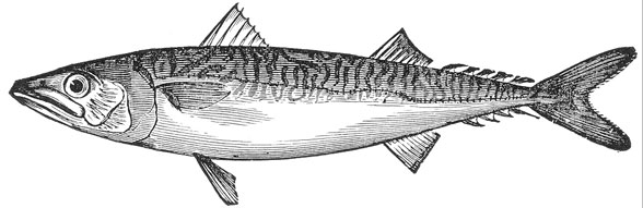 Scomber diagram