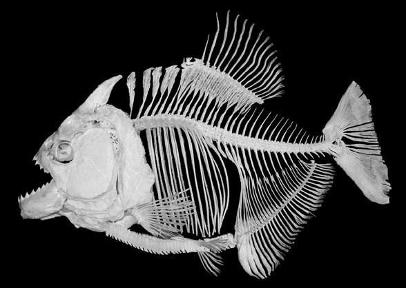 Serrasalmus piranha