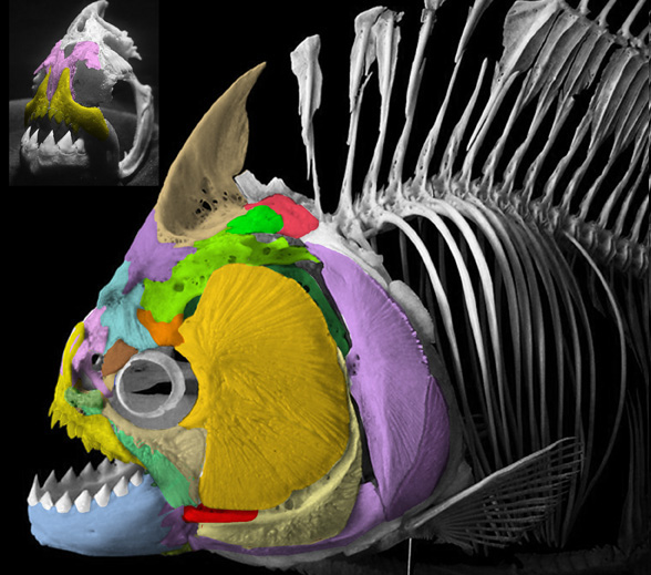 Anoplogaster and Serrasalmus compared