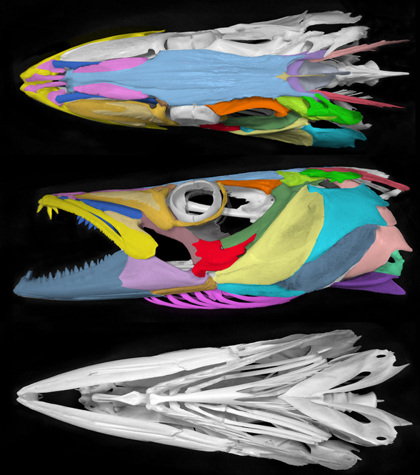 Sphyraena skull