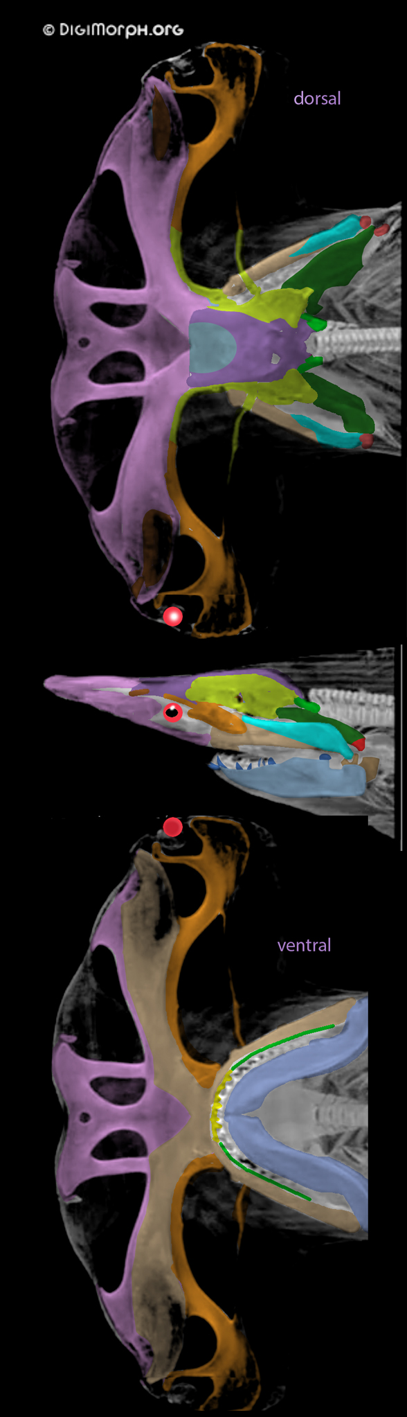 Sphyrna skull