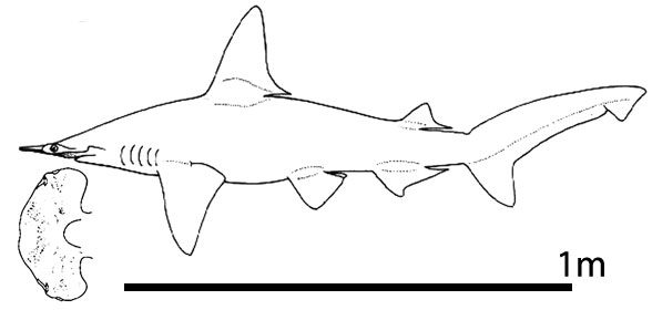 Sphyrna tudes in vivo