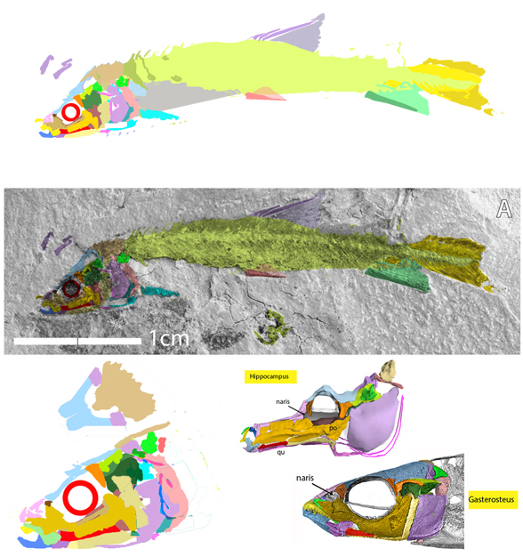 spinocaudichthys in situ