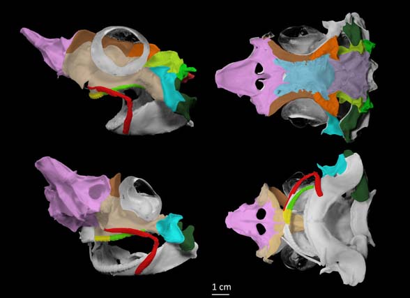 squalus acanthias skull