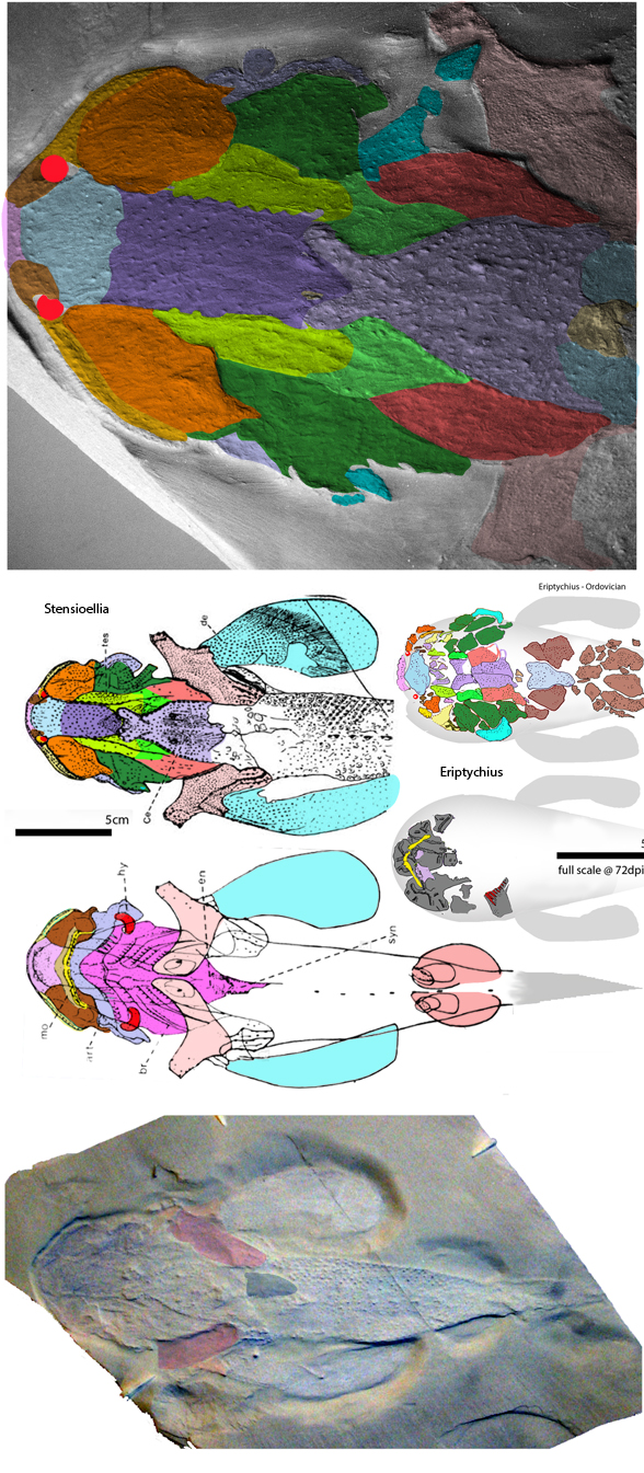 Stensioella