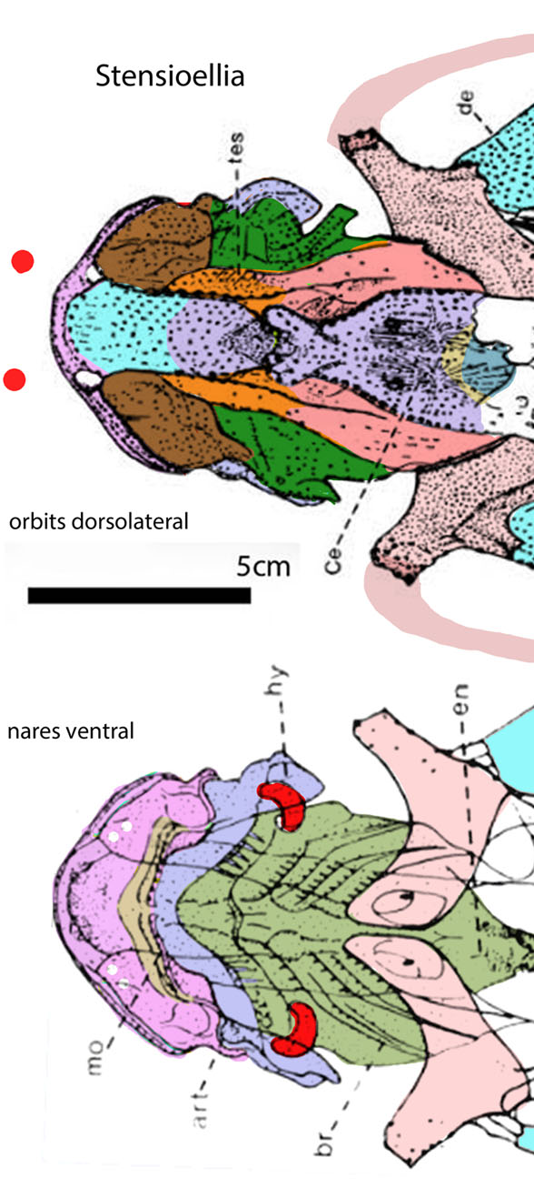 Stensioella ventral skull