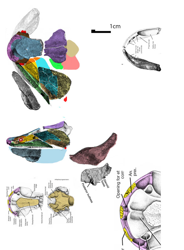 Styloichthys reconstruction