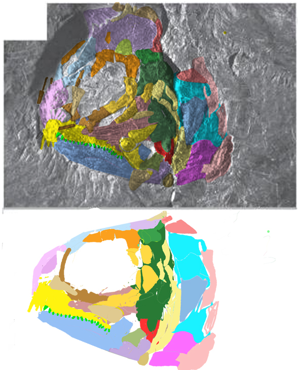 Tarrasius skull and skeleton