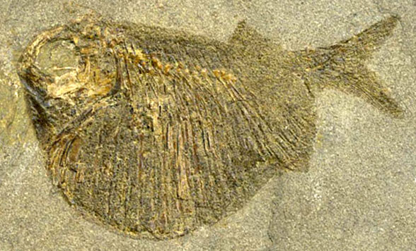 Tetragonolepis in situ