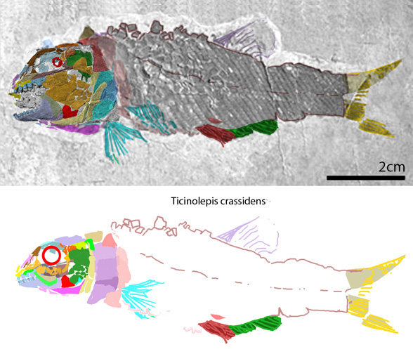 Ticinolepis crassidens