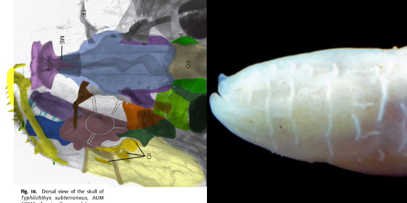 Typhichthys dorsal skull 