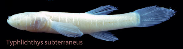 Typhichthys in vivo