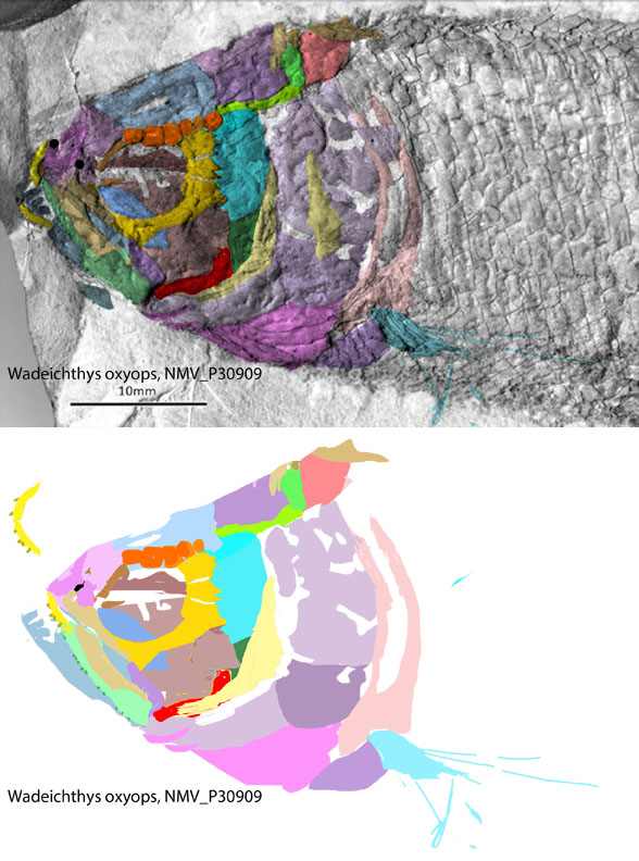 Wadeichthys 2 skull