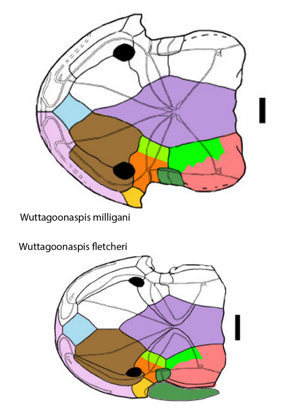 Wuttagoonaspsis