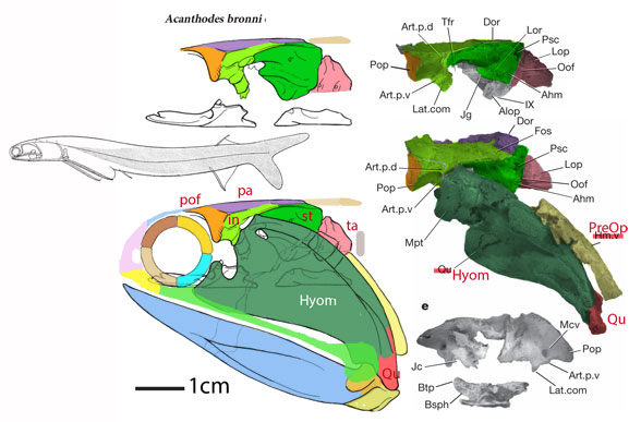 Acanthodes skull