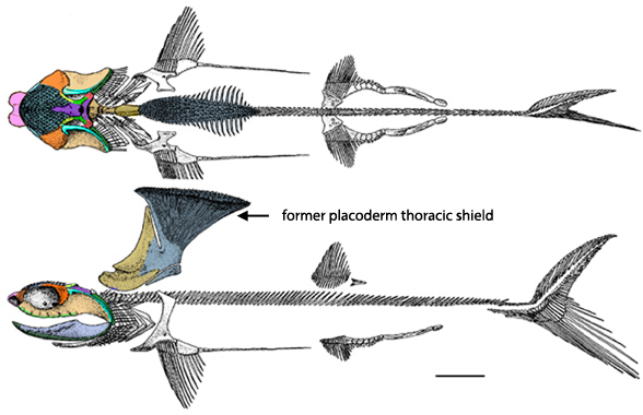 Akmonistion diagram