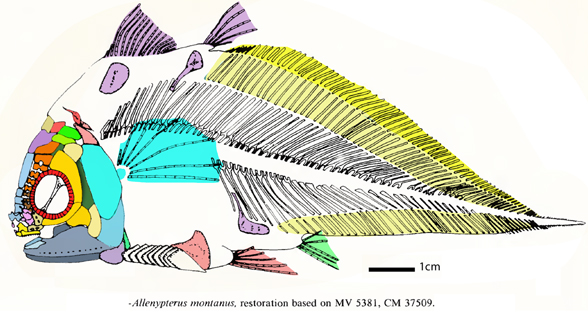 Allenypterus