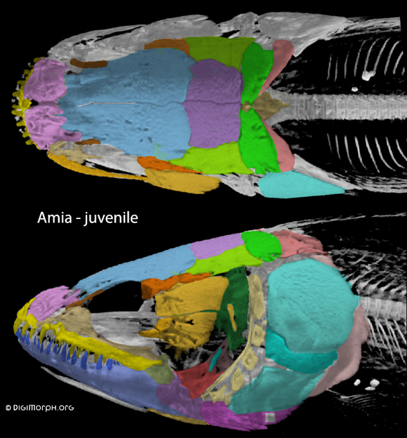 Amia juvenile