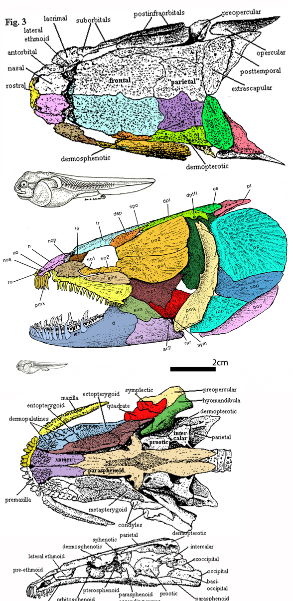 Amia skull