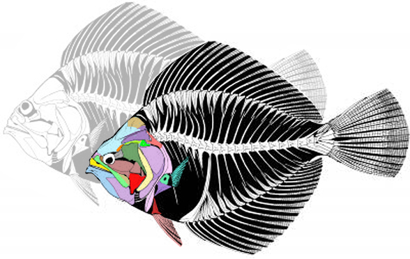 Amphistium diagram