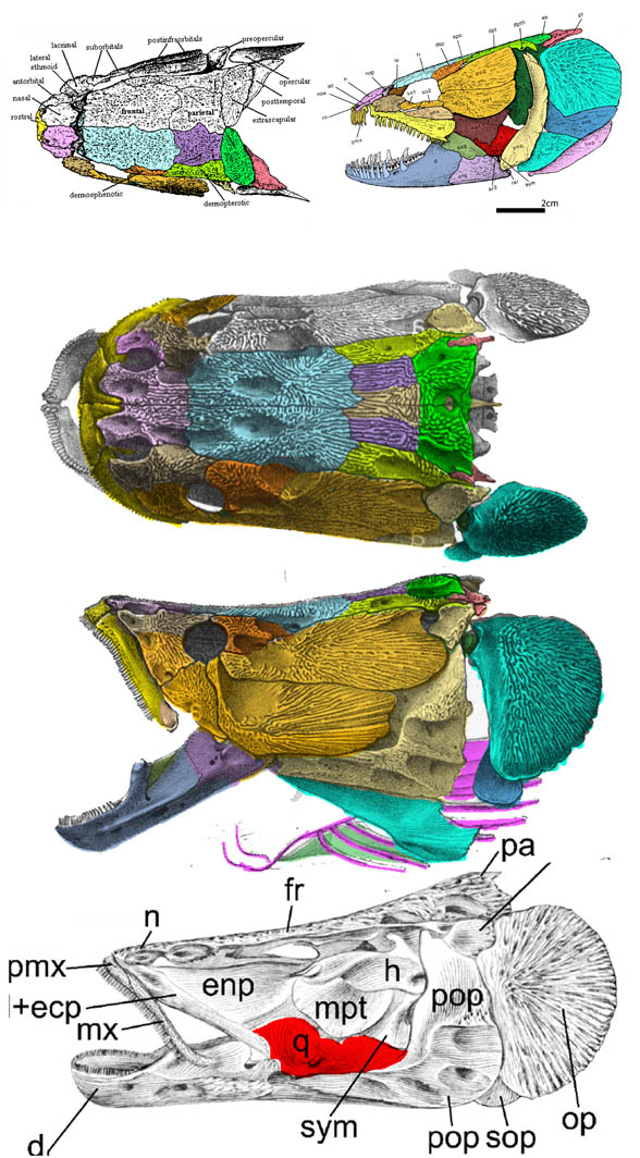 Arapaima skull