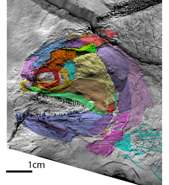 Beishanichthys skull