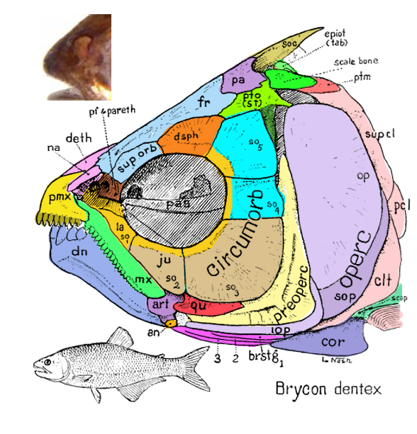 Brycon dentex skull