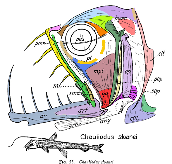 Chauliodus